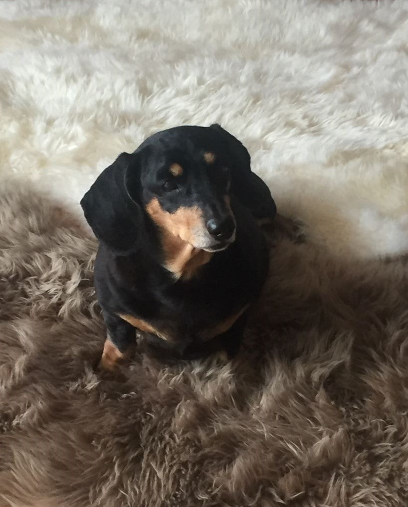 Paw Valley products for pets online
