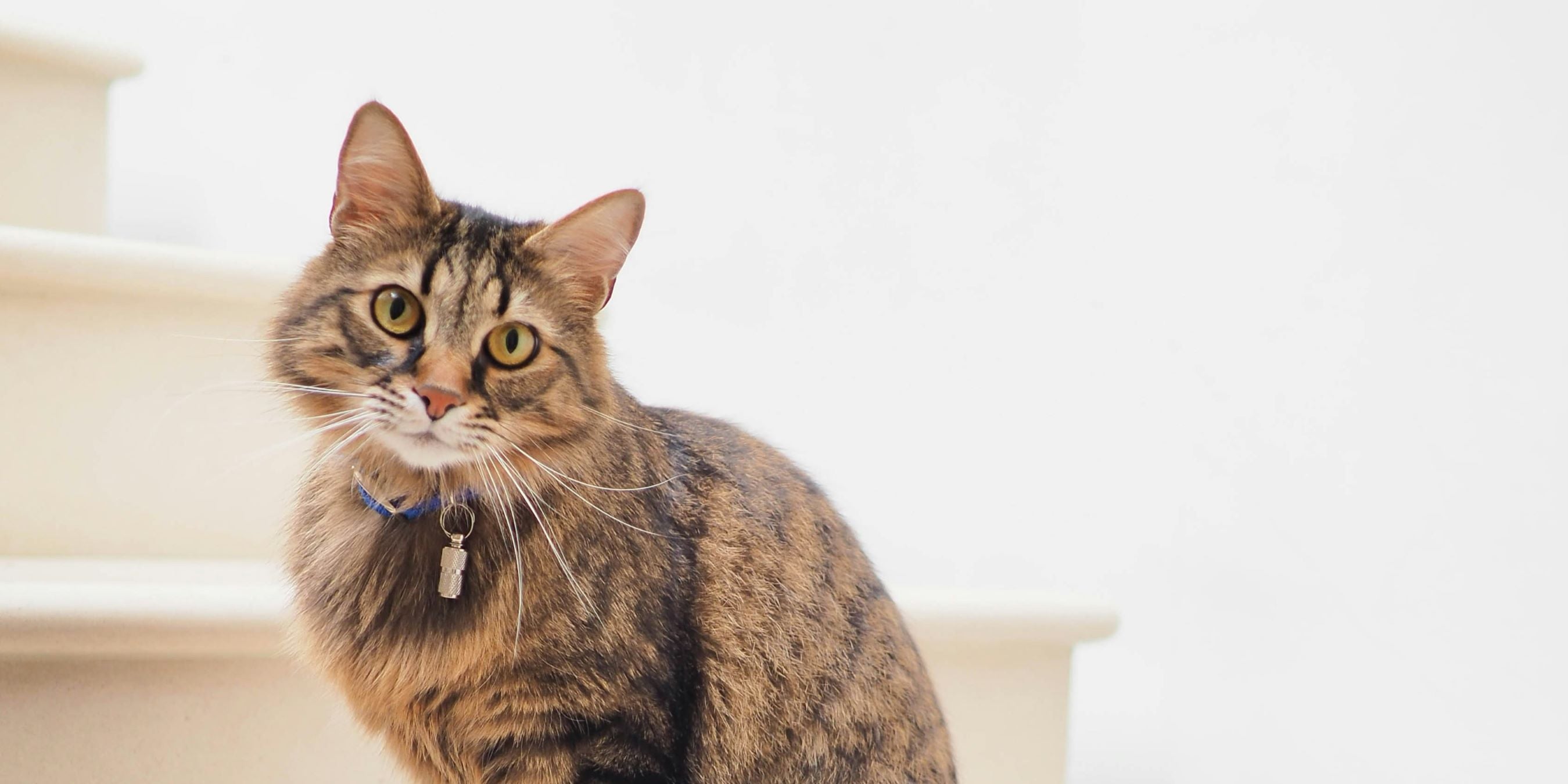 Paw Valley products for pets online