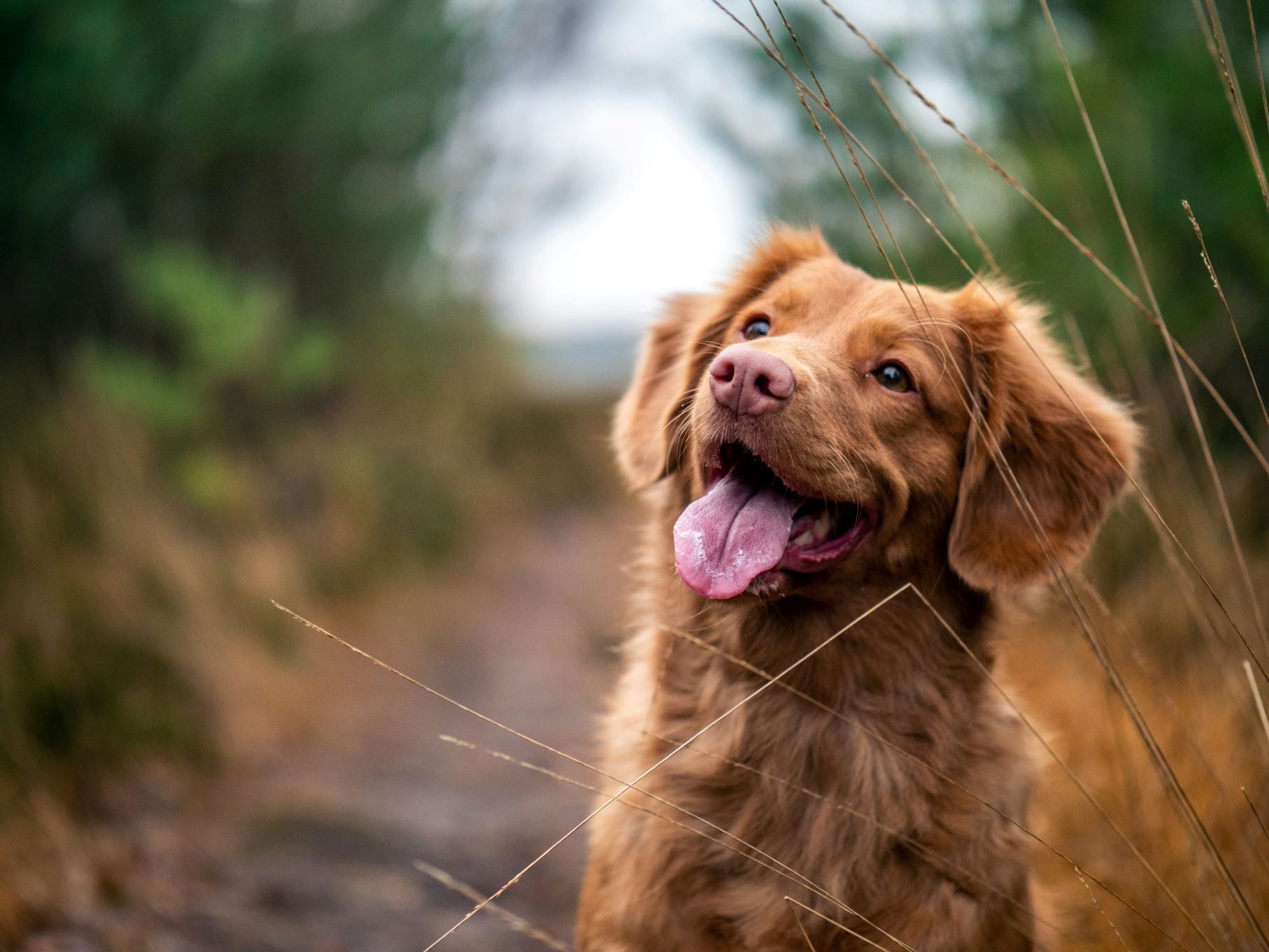 Paw Valley products for pets online